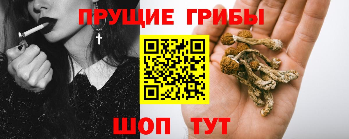 Галлюциногенные грибы Psilocybe  Вход с VPN  купить наркоту  Галлюциногенные грибы прущие грибы  Губаха 